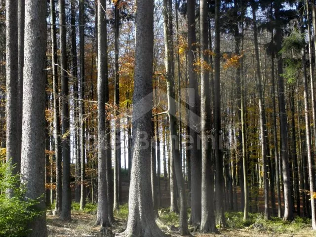 Chalupa Český les - Milíře ZC 0190