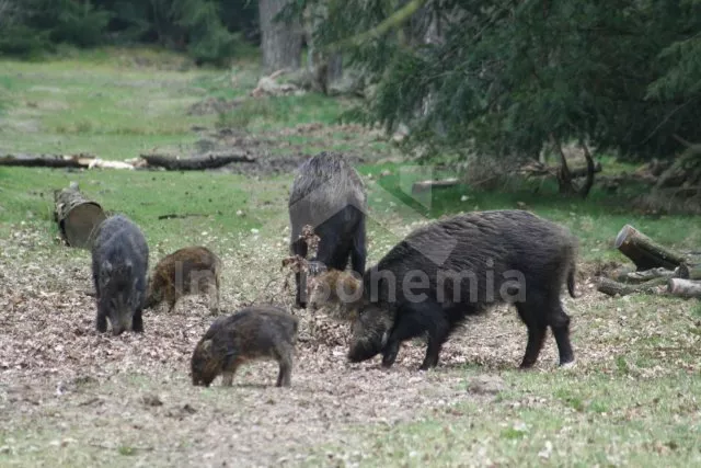 Chalupa Český les - Milíře ZC 0190