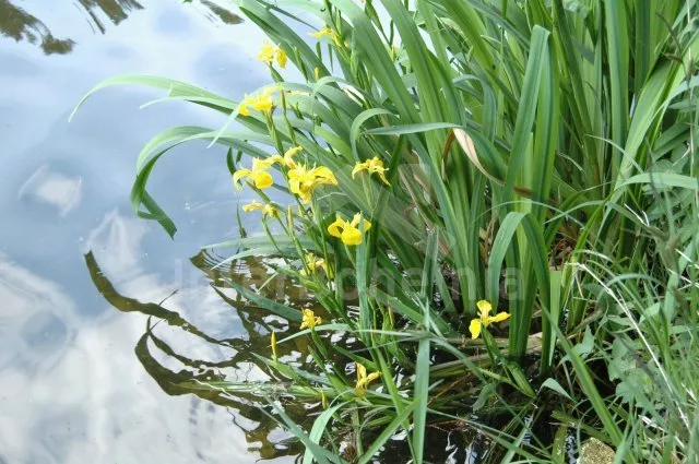 Chata Jihočeské rybníky JC 0028