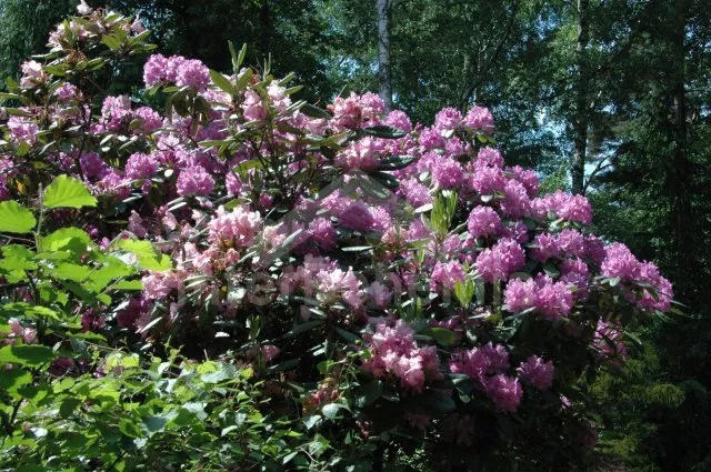 Chata Jihočeské rybníky JC 0028