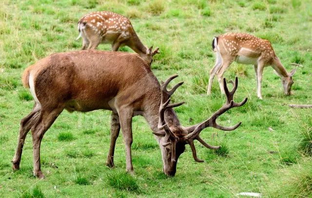 Chalupa Horní Orlice - 250 metrů od chalupy soukromá dančí obora