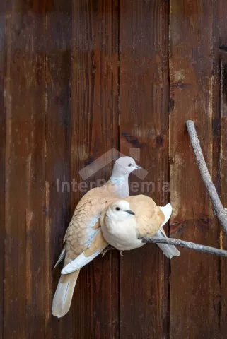 Statek Beskydy - Hradiště SM 0107