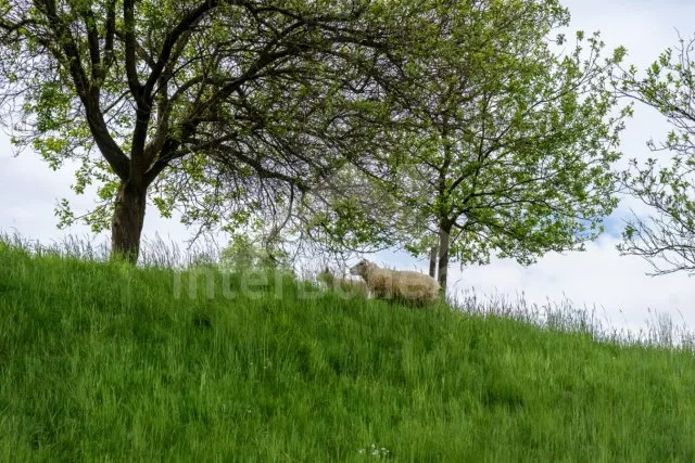 Statek Beskydy - Hradiště SM 0107