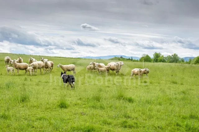 Statek Beskydy - Hradiště SM 0107