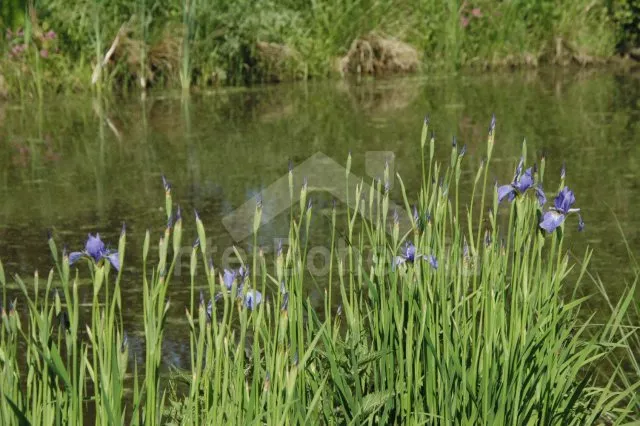 Chalupa Písek a okolí JC 0033