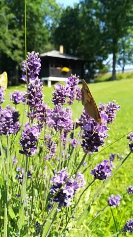 Chata České Švýcarsko LH 0043