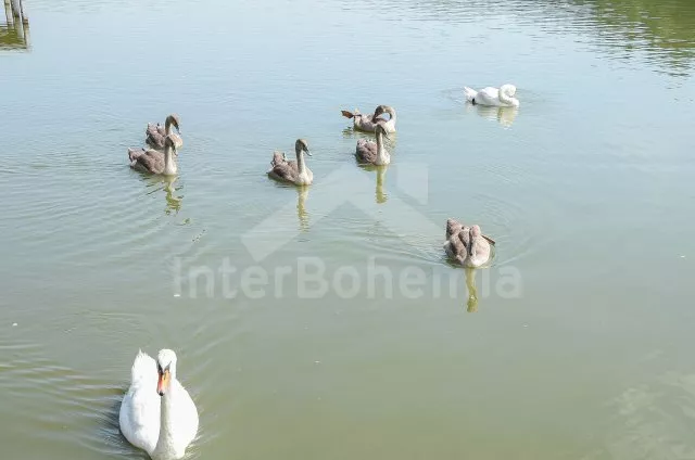 Chata Česká Kanada - Malý Ratmírov JC 0135 B