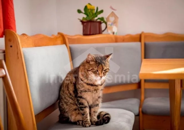 Apartmán Českomoravská vrchovina - Krasoňov JC 0503