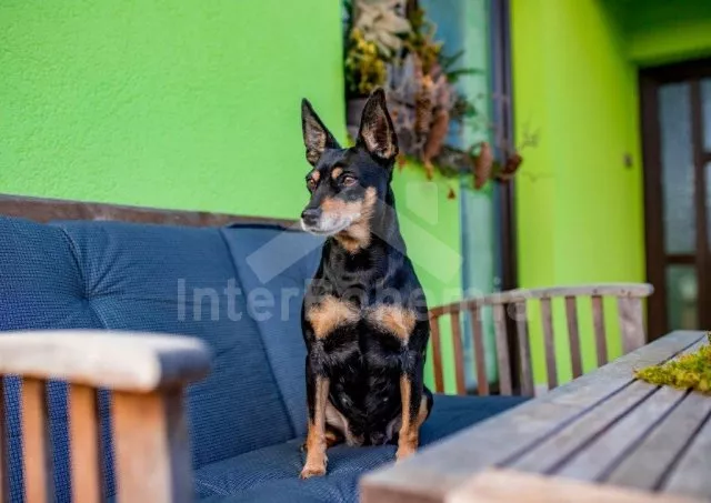 Apartmán Českomoravská vrchovina - Krasoňov JC 0503