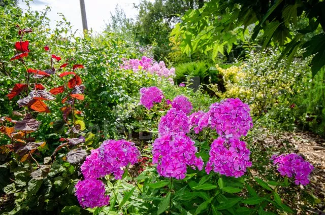 Chalupa Orlík JC 0058