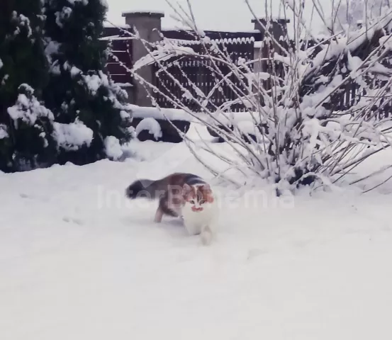 Chata Písek a okolí - Kukle (Tálín) JC 0476