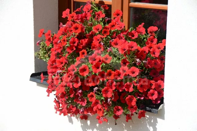 Chalupa Šumava a předhůří JC 0063