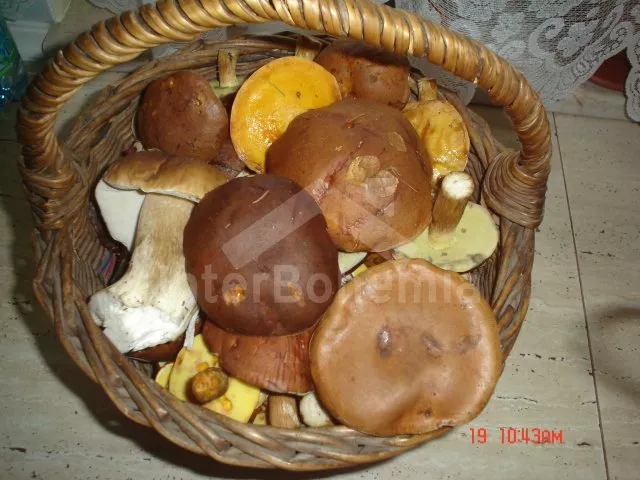 Statek Šumava a předhůří ZC 0009