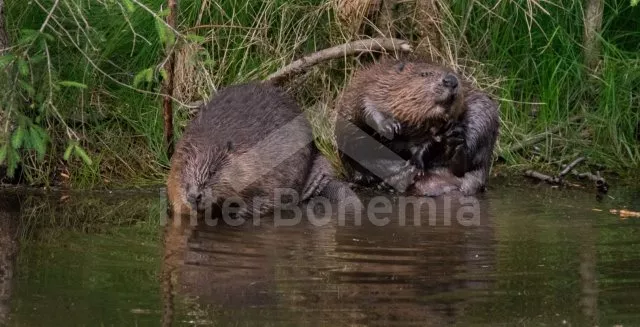 Chalupa Český les ZC 0022