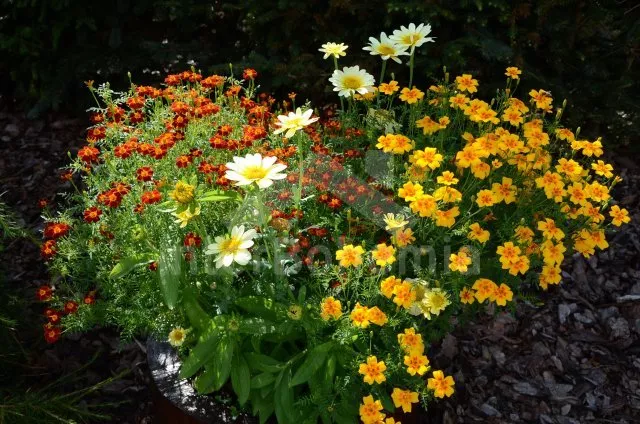 Chalupa Šumava a předhůří ZC 0048