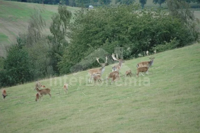 Bungalow Südböhmen – Böhmerwald ZC 0147