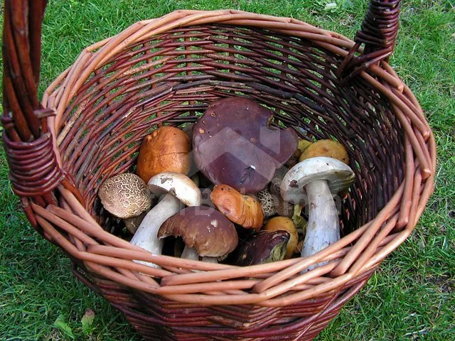 Vakantiehuis Boheems-Moravische hoogvlakte VC 0034