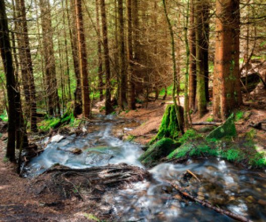 Dovolená na Šumavě